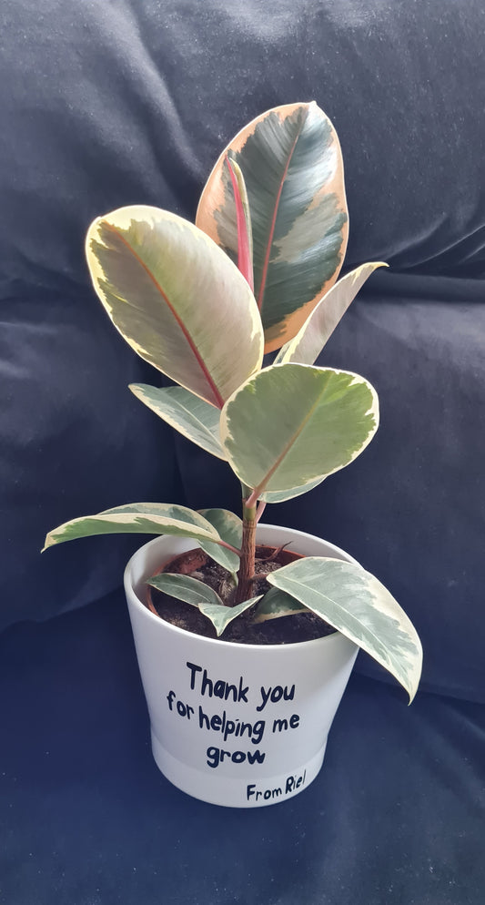 Thank you for helping me grow planter -  With free baby spider plant! -Thank you Teachers gift - thank you gift- grandma- grandad gift